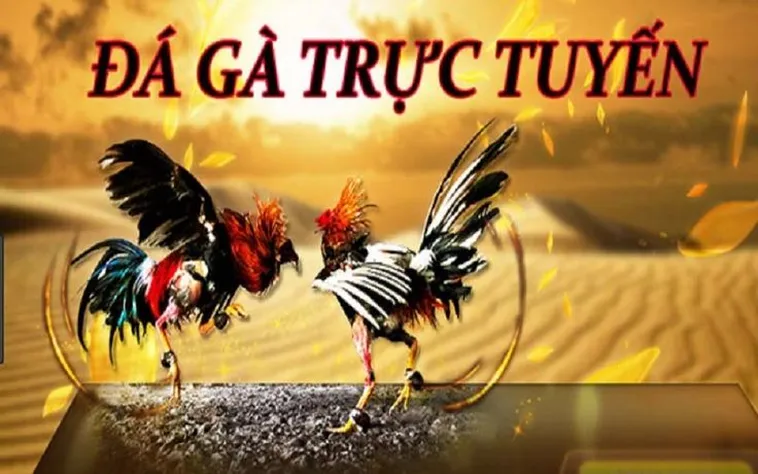 Hướng Dẫn Cách Chơi Đá Gà 3D Tại 88Bet Hiệu Quả Nhất